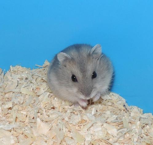 Tamme dwerg hamsters, Dieren en Toebehoren, Knaagdieren, Meerdere dieren, Hamster, Tam