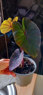 Colocasia redemption, Ophalen