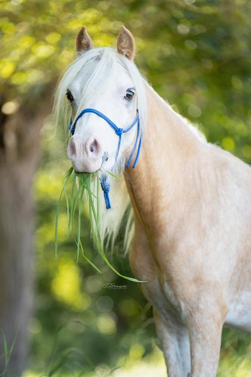 Verzorgpony aangeboden, Animaux & Accessoires, Poneys, Hongre