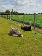 Autruche / struivogel, Dieren en Toebehoren, Meerdere dieren