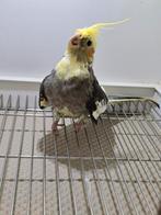 Koppel valkparkieten te koop uit buitenvoliere., Dieren en Toebehoren, Vogels | Kanaries