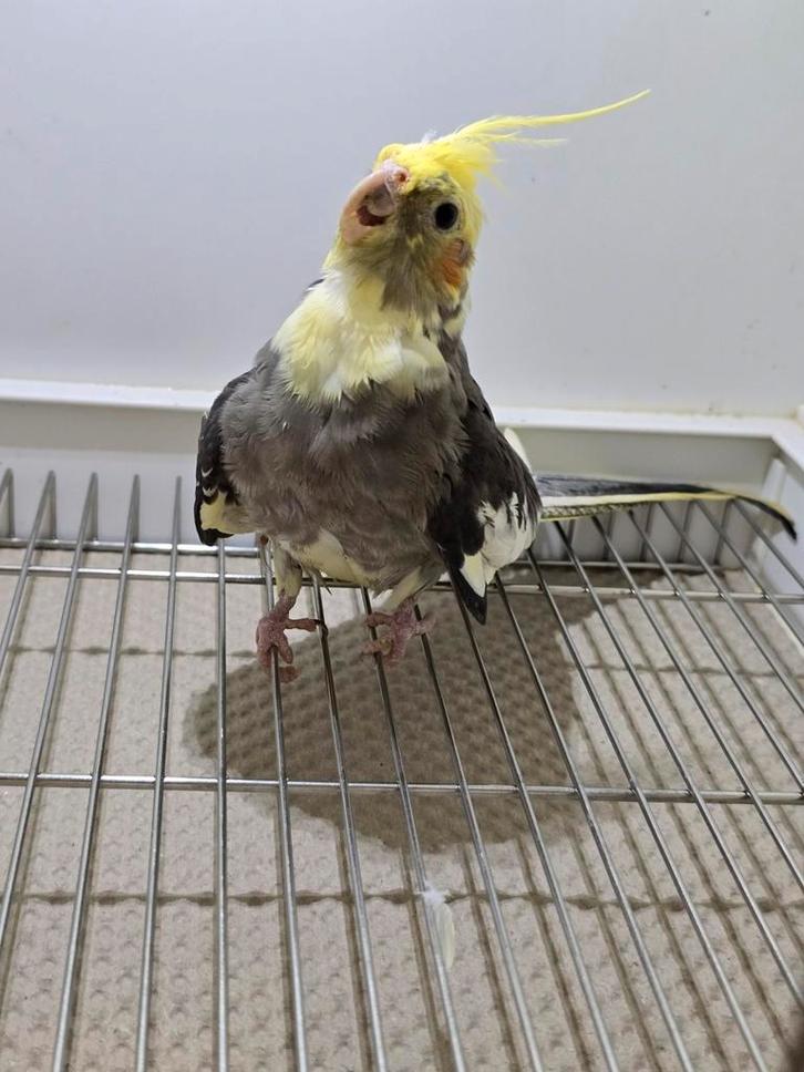 Koppel valkparkieten te koop uit buitenvoliere., Dieren en Toebehoren, Vogels | Kanaries