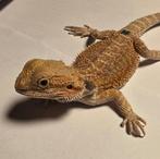 Jonge baardagaam | Orange hypo het trans ️33% het zero♂️, Dieren en Toebehoren, Tam, 0 tot 2 jaar