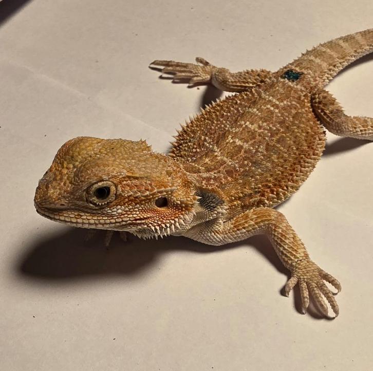 Jonge baardagaam | Orange hypo het trans ️33% het zero♂️, Dieren en Toebehoren, Reptielen en Amfibieën, 0 tot 2 jaar, Tam