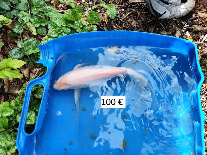carpes koïs, Watersport en Boten, Hengelsport | Karpervissen, Ophalen