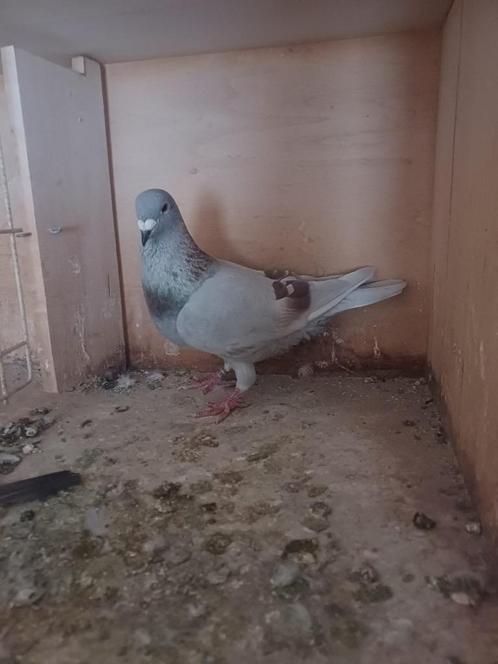 Doffers van verschillende jaren – wegens vermindering hokbes, Dieren en Toebehoren, Vogels | Duiven, Postduif, Meerdere dieren
