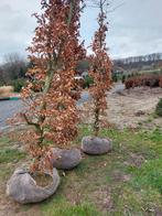 Rode beuk,  bomen en hoge haagplanten, Tuin en Terras, Ophalen, Beukenhaag, Haag, 250 cm of meer
