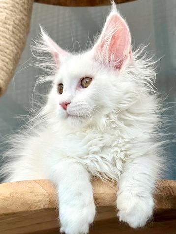 Schitterend Witte Maine Coon Poes met stamboom! beschikbaar voor biedingen