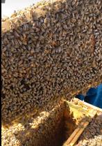 colonie buckfast ruchettes abeilles, Ophalen