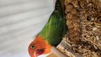 Opaline/ ino dwergpapegaai fischeri, Dieren en Toebehoren, Vogels | Parkieten en Papegaaien