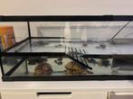Schildpadden +aquarium gratis af te halen, Dieren en Toebehoren