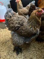 Brahma hen meerzomig blauwpatrijs uit mijn tt, Femelle, Poule ou poulet