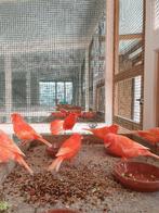 Rode kanaries, Canari de couleur