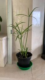 Papyrus plant of paraplu plant 45 cm, Ophalen