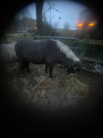 Flocon de neige de jument super sympa, Animaux & Accessoires, Poneys, Jument, Poney A (jusqu'à 1.17 m), Vermifugé, 11 ans ou plus