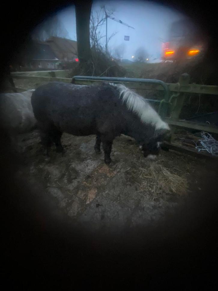 Super mooie merrie snowflake, Dieren en Toebehoren, Pony's, Merrie, A pony (tot 1.17m), 11 jaar of ouder, Gechipt, Ontwormd, Ingeënt