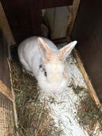 Mannetjes konijn, Dieren en Toebehoren, Konijnen, Mannelijk, Middelgroot, 0 tot 2 jaar