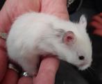 Syrische hamstertjes langharig, Animaux & Accessoires, Rongeurs, Mâle, Hamster, Domestique