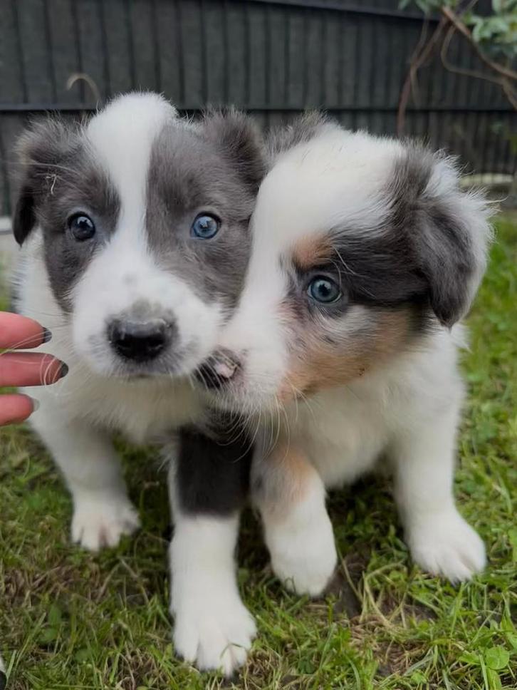 Bordercollie pups zoeken een warme thuis, Dieren en Toebehoren, Honden | Herdershonden en Veedrijvers, Meerdere dieren, Collie