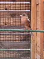 Pinson en os de pinson, pinson, homme, pastel, Animaux & Accessoires, Oiseaux | Oiseaux Autre, Mâle, Oiseau chanteur sauvage, Bagué