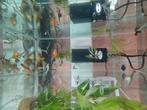 Platy