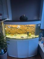 Aqarium Juwel vision 260 led, Animaux & Accessoires, Enlèvement, Comme neuf, Aquarium vide