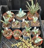 Agaven,  echeveria en musa sanginea, Tuin en Terras, Volle zon, Vaste plant, Zomer, Ophalen