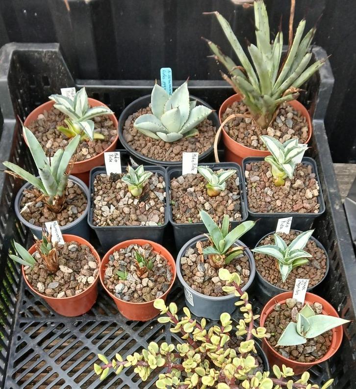Agaven,  echeveria en musa sanginea, Jardin & Terrasse, Plantes | Jardin, Plante fixe, Autres espèces, Plein soleil, Été, Enlèvement