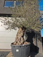 Olijfboom Olea Europaea Bonsai, Tuin en Terras, Ophalen, Olijfboom