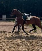 Net 4 jarige dressuur merrie, Dieren en Toebehoren, Paarden, Merrie, Gechipt, Dressuurpaard, Zadelmak