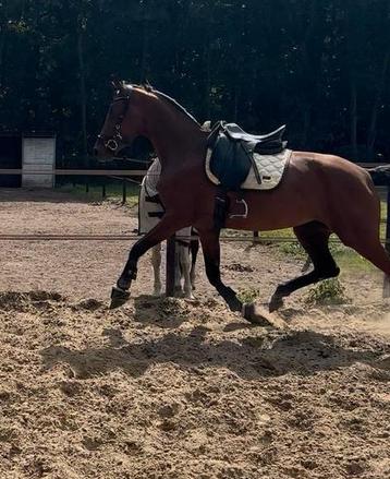 Net 4 jarige dressuur merrie beschikbaar voor biedingen