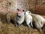 rouge de l'ouest dekram, Dieren en Toebehoren, Schapen, Geiten en Varkens, Mannelijk, Schaap, 3 tot 5 jaar