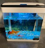 Aquarium avec 4 poissons, Animaux & Accessoires, Poissons | Aquariums & Accessoires, Enlèvement, Comme neuf, Aquarium d'eau douce rempli