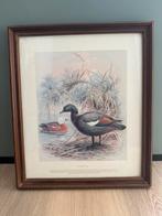 Paradise Duck by J. G. Keulemans Paradijs bergeend print, Ophalen