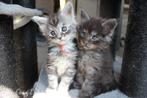 Maine Coon Kittens gereserveerd!, Dieren en Toebehoren, Kater, Gechipt, 0 tot 2 jaar