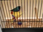 Gouldamadine, Meerdere dieren, Tropenvogel, Geringd