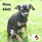 « Pims » Pincher mâle  à vendre, Parvovirose, Un chien, Belgique, Commerçant