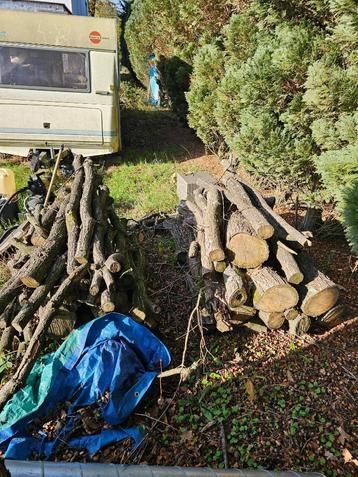 eik Brandhout beschikbaar voor biedingen