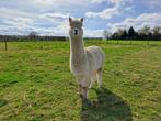 Alpaca merrie, Dieren en Toebehoren, Vrouwelijk