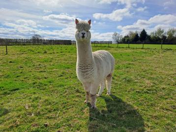 Alpaca merrie, Femelle