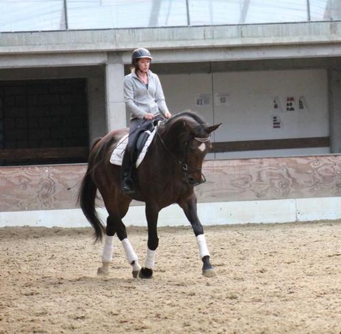 Knappe BWP merrie 12 jaar, Dieren en Toebehoren, Paarden, Merrie, 170 tot 175 cm