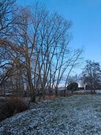 Knotten van knotwilgen regio Kaprijke, Ophalen