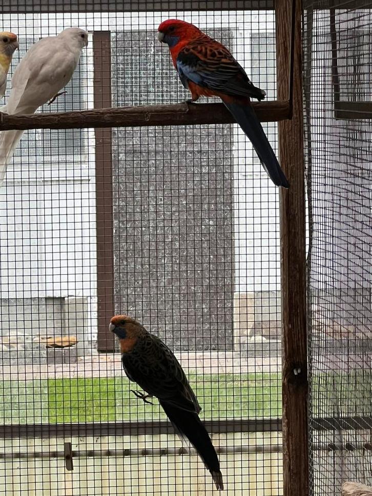 Pennant rosella parkieten, Dieren en Toebehoren, Vogels | Parkieten en Papegaaien, Parkiet, Meerdere dieren, Geringd