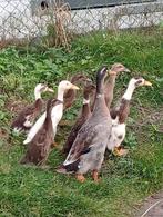 Loopeenden, Dieren en Toebehoren, Pluimvee
