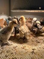 Kerst actie Zijdehoender kuikens in verschillende kleuren, Dieren en Toebehoren