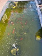 Poisson rouge d’étang / shubunkin, Dieren en Toebehoren