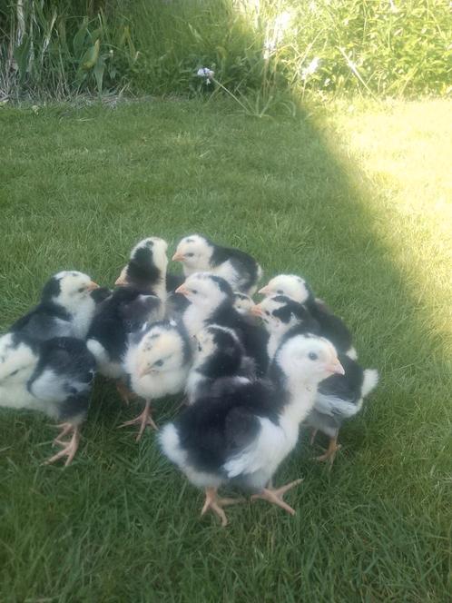 Kuikens van 3 verschillende rassen, Dieren en Toebehoren, Pluimvee, Kip