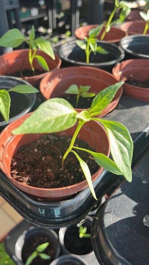 Planten / fideler ️, Tuin en Terras, Planten | Tuinplanten, Ophalen