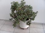 Crassula Ovata  Jadeplant in pot., Enlèvement, Plante succulente, En pot, Ombre partielle