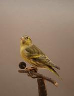 Europese sijs 1-0, Dieren en Toebehoren, Mannelijk, Wildzangvogel, Geringd